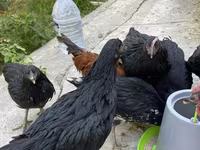 Chickens — photo 1