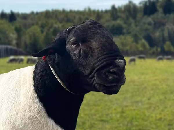 Ram, Dorper sheep — Russia
