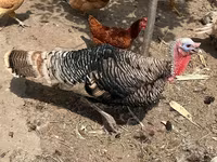 Turkeys — عکس 1
