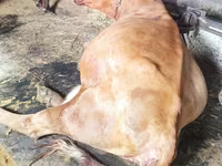 雌牛, Russian Black pied cattle — 写真 2