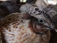 Quails — լուսանկար 1