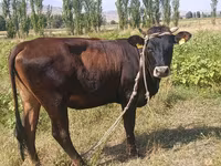 گاو ماده, گاو — عکس 2