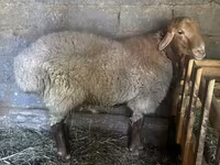 قوچ, Rhon sheep — عکس 1
