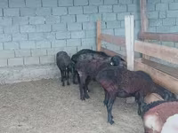 Kambing betina, Sheep — foto 2
