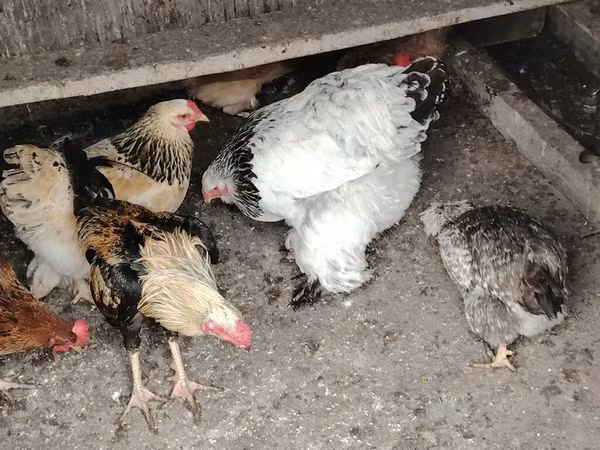 Brahma