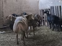 Berbec, Arashan sheep — foto 6