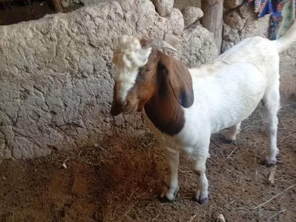 Kambing jantan, Boer goat