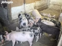 Säue, Schweine — Foto 5