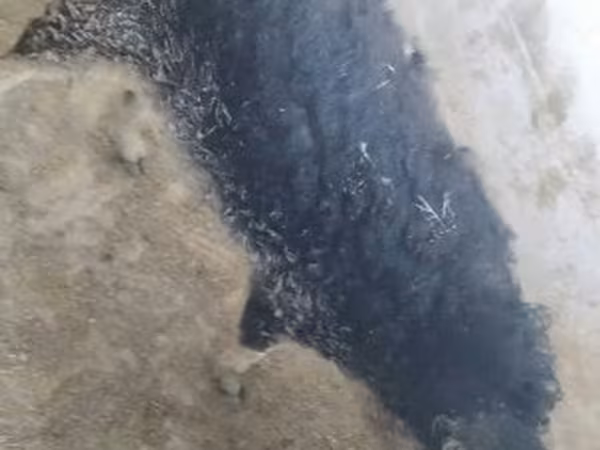 Prasnice, Мангалица