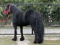 گھوڑا, Fell pony — تصویر 3