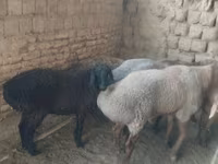 Ovce, Ovce — foto 2