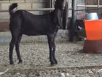 بز ماده, Kamori goats — عکس 3