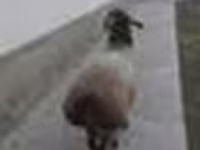 Ram, Sheep — photo 4