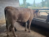 Tehén, Swiss cattle — 8. fotó
