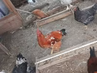 브라마 — 사진 4