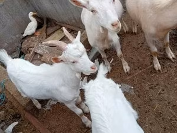 بز نر, بز