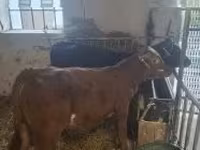 ላም, Limousin cow — ፎቶ 2