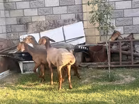 แกะตัวเมีย, Hissar sheep — รูปภาพ 4