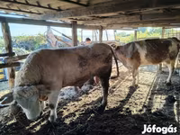 Bik, Charolais cattle — fotografija 2