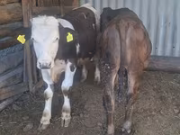 Бик, Swiss cattle — снимка 3