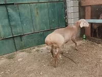 Berbec, Rhon sheep — foto 4
