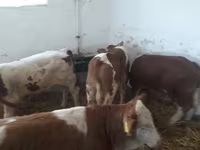 Bovini (lotto, sesso non specificato), Simmental cattle — foto 1