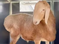 แกะตัวผู้, Rhon sheep — รูปภาพ 4