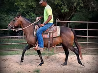 مادیان, Quarter Horse — عکس 5