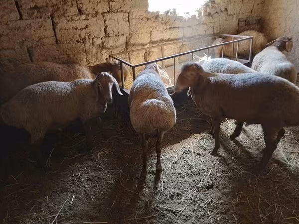 بھیڑ, بھیڑیں