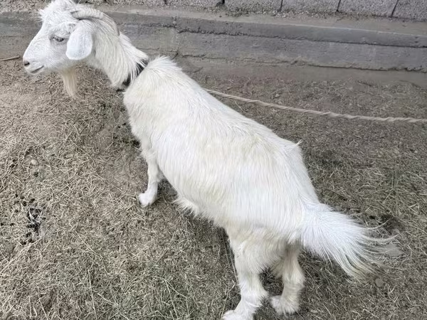 Capra, Capre