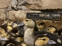 Ducks — foto 1