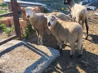 பெண் ஆடு, Tsigai sheep — புகைப்படம் 6