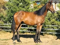 Stute, Hungarian horse breed — Foto 2