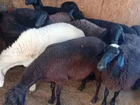 Schaap, Hissar sheep — foto 7