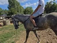 Cavallo, Lipizzaner — foto 2