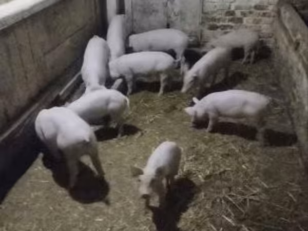 Pigs (batch, sex not specified),  — Hungary