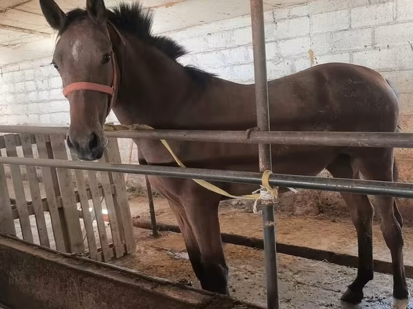 مادیان, Thoroughbred horse