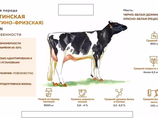 Krava, Holštýnské plemeno