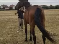 Kuda betina, Horses — foto 3