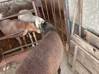 Vædder, Blackheaded Persian sheep — foto 6