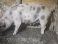 Säue, Schweine — Foto 5