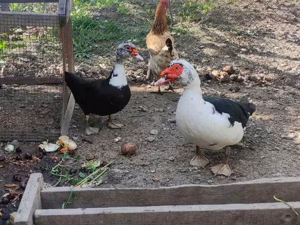 Domestic Muscovy — Azerbaijan