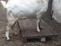 Kozioł, Nubian Goat — zdjęcie 4