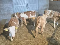 雄牛, Simmental cattle — 写真 2