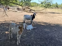 公山羊, Goats — 照片 7