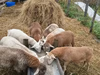 Κριός, Katum sheep — φωτογραφία 2