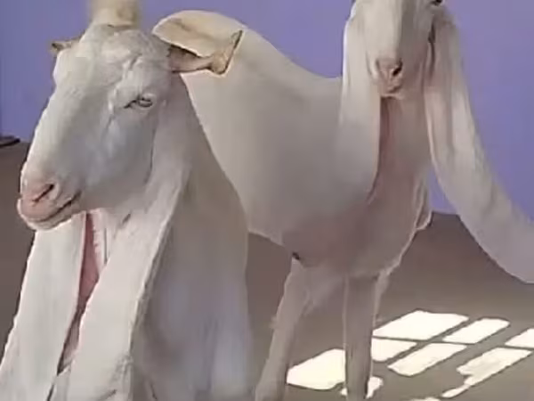 Κατσίκα, Gulabi goats