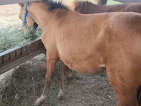 घोड़ा, Friesian sport horse — फ़ोटो 2