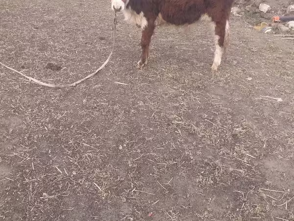 Bulle, Simmental cattle