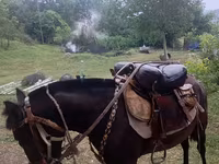 Tam komplekt at yəhəri və qoşqu dəsti Tərkibi: - Dəri yəhər: ikiqat — foto 3